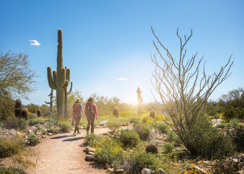 Two hikers walking on a desert path next to a saguaro cactus.