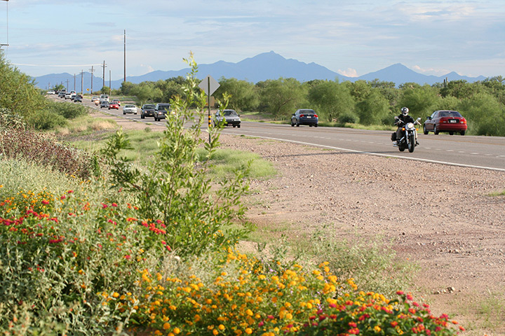 Wildflowers blooming along Houghton Road.